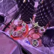 FAST FAST SOG Project