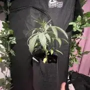 FAST FAST SOG Project