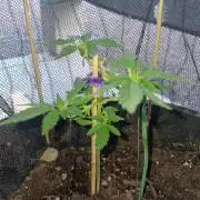 Royal Trinidad