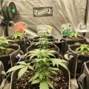 Back to Hella 🍯🍇🍭 (Autoflower)