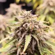 Jelly Donutz Auto 🍩
