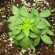 Mint Jelly Auto 🍃❄️