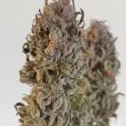 Jelly Donutz Auto 🍩