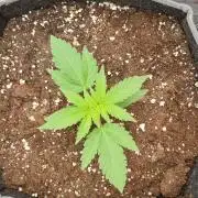 Apple Blossom Auto 🍎🌸