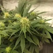 Hella Jelly Auto 🍯🌿