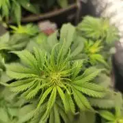 Jelly Donutz Auto 🍩