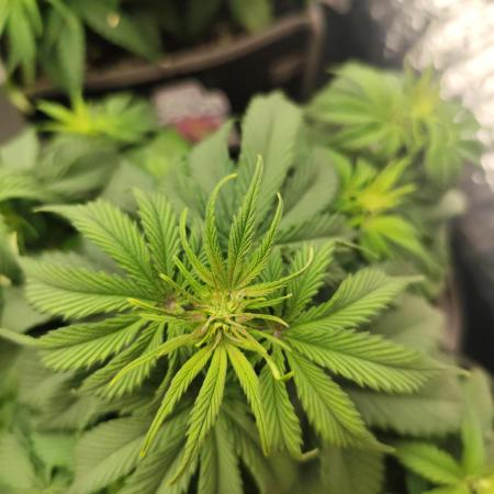 Jelly Donutz Auto 🍩