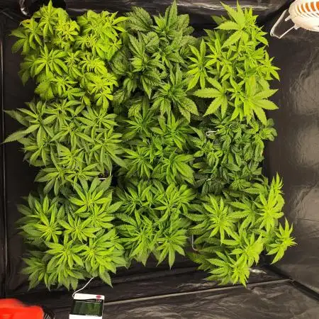 Plantulitas ZSB🌱