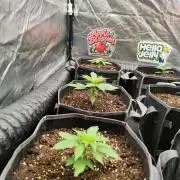 Apple Blossom Auto 🍎🌸