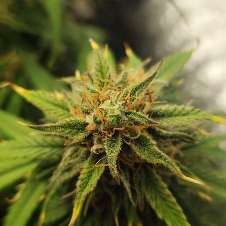 Jelly Donutz Auto 🍩