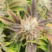Hella Jelly Auto 🍯🌿