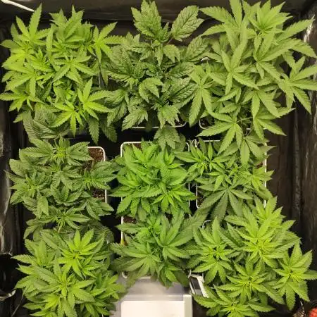 Plantulitas ZSB🌱