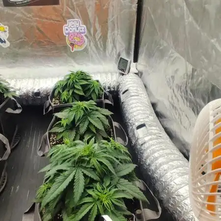 Jelly Donutz Auto 🍩