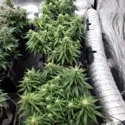 Jelly Donutz Auto 🍩