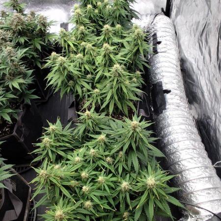 Jelly Donutz Auto 🍩