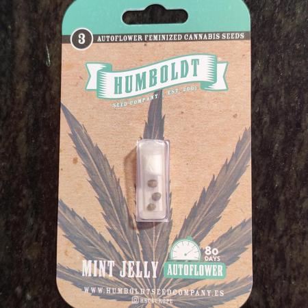 Mint Jelly Auto 🍃❄️