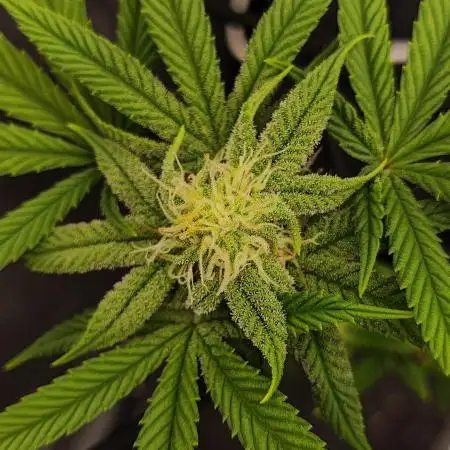 Plantulitas ZSB🌱