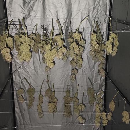 Hella Jelly Auto 🍯🌿