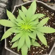 Apple Blossom Auto 🍎🌸