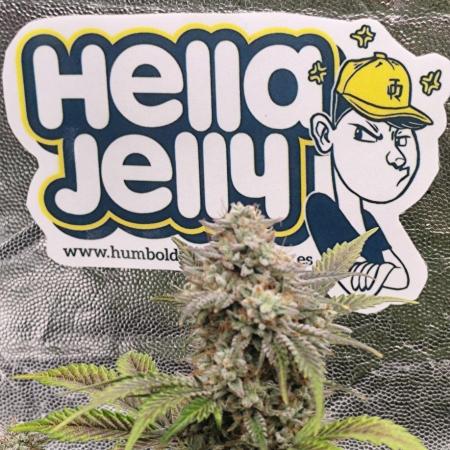 Hella Jelly Auto 🍯🌿