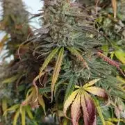 Jelly Donutz Auto 🍩