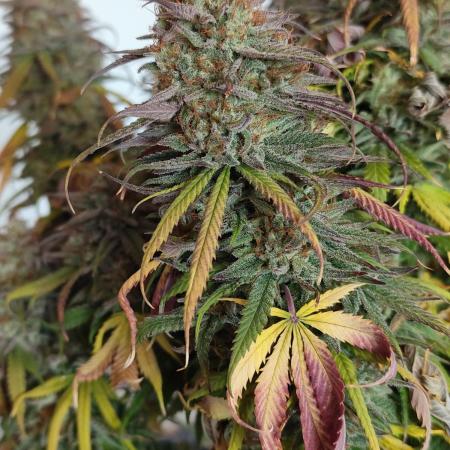Jelly Donutz Auto 🍩