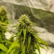 Jelly Donutz Auto 🍩