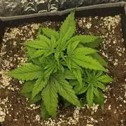 Jelly Donutz Auto 🍩