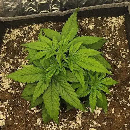 Jelly Donutz Auto 🍩