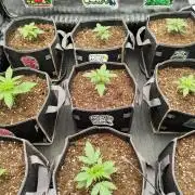 Back to Hella 🍯🍇🍭 (Autoflower)