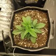 Hella Jelly Auto 🍯🌿