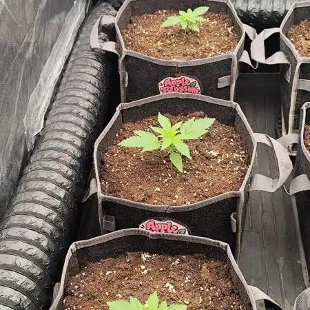 Apple Blossom Auto 🍎🌸