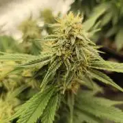Hella Jelly Auto 🍯🌿