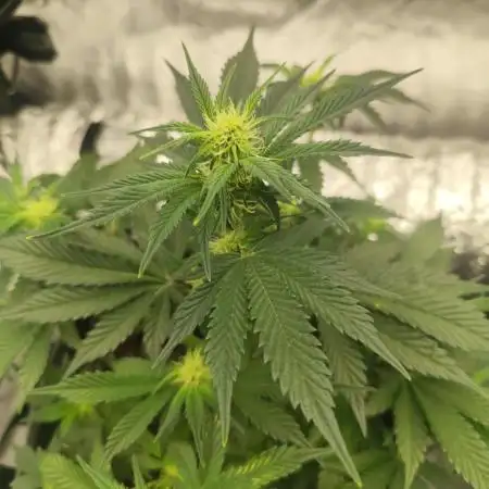Hella Jelly Auto 🍯🌿