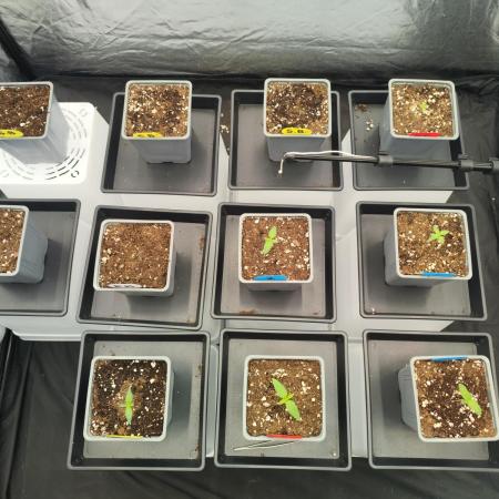 Plantulitas ZSBP 🌱