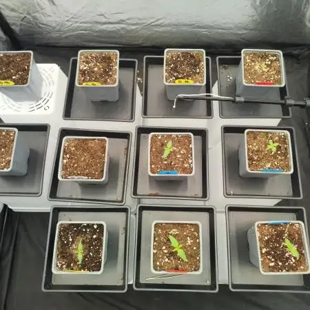 Plantulitas ZSBP 🌱