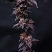 Plantulitas ZSB🌱