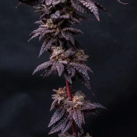 Plantulitas ZSB🌱
