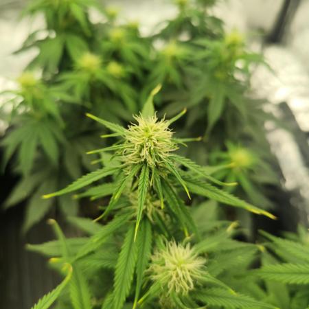 Jelly Donutz Auto 🍩