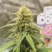 Jelly Donutz Auto 🍩