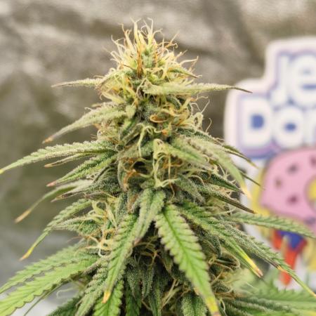 Jelly Donutz Auto 🍩