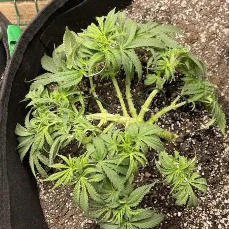 First grow