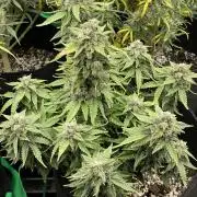 First grow