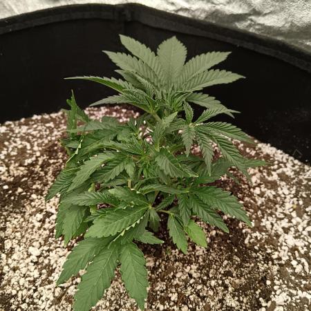 First grow