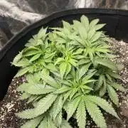 First grow