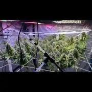 1st Grow Privileged Baddie by Anesia DWC