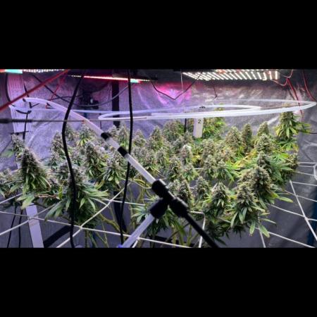 1st Grow Privileged Baddie by Anesia DWC