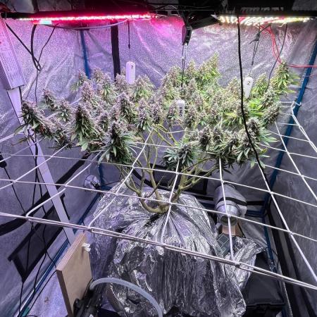 1st Grow Privileged Baddie by Anesia DWC
