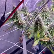 1st Grow Privileged Baddie by Anesia DWC