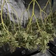 1st Grow Privileged Baddie by Anesia DWC
